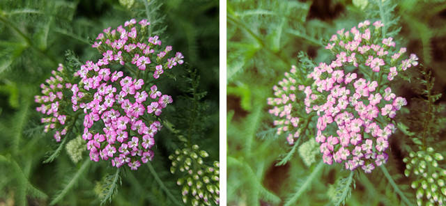 Bộ lọc Brooklyn của Instagram