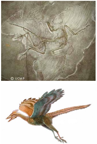 Tuyển tập câu hỏi Tiến hóa