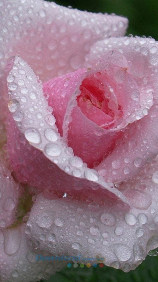 Hình nền các loài hoa cho điện thoại