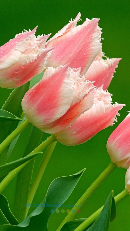 Hình nền các loài hoa cho điện thoại