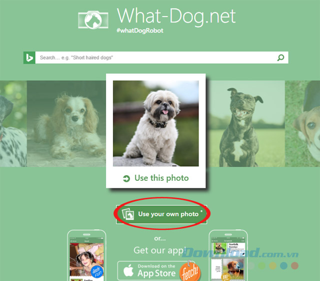 Bạn giống loài chó nào