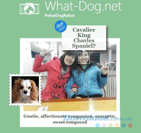 Xem kết quả Bạn giống loài chó nào