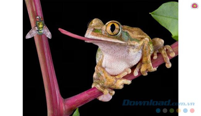 Ứng dụng học tiếng Anh trên điện thoại