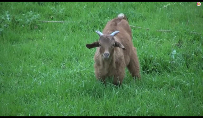 Ứng dụng học ngoại ngữ Monkey Junior