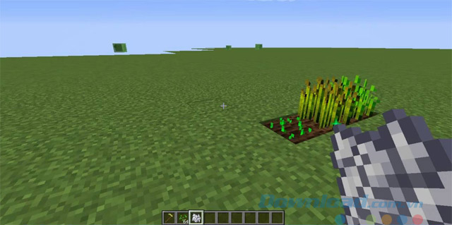 Kiếm hạt giống lúa mì