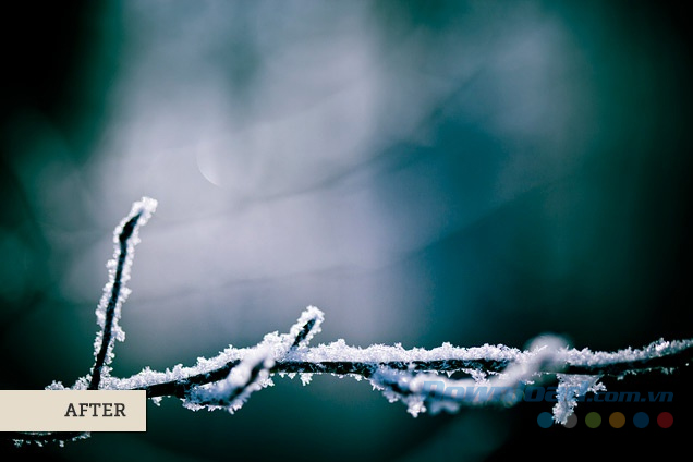 Nhánh cây bị đóng băng (Sau)