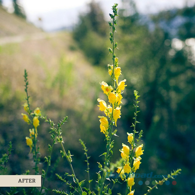Bông hoa dại màu vàng (Sau)
