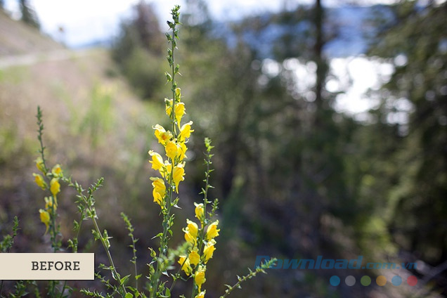 Bông hoa dại màu vàng (Trước)