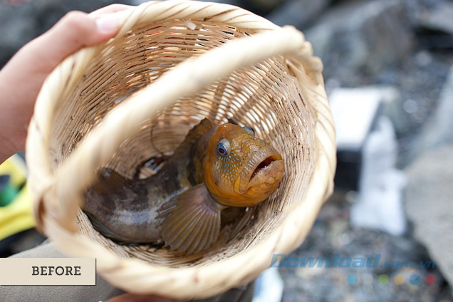 Bắt cá Peruvian trong ngày (Trước)