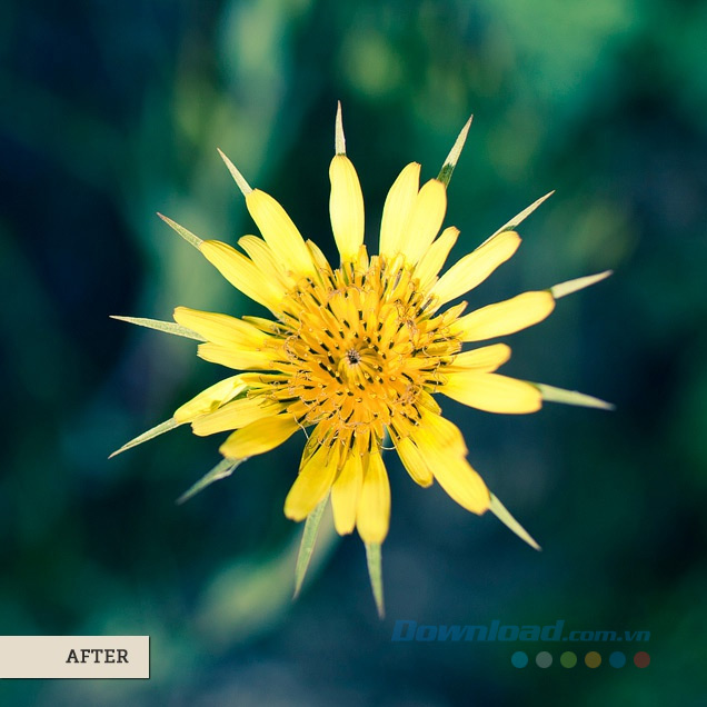 Bông hoa có cánh nhọn (Sau)