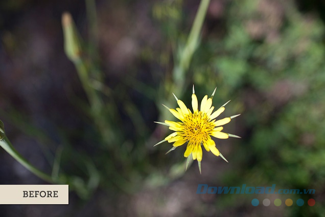 Bông hoa có cánh nhọn (Trước)