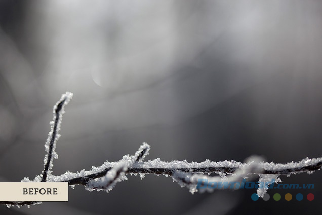 Nhánh cây bị đóng băng (Trước)