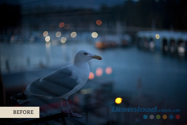 Hải âu trong hoàng hôn (Trước)