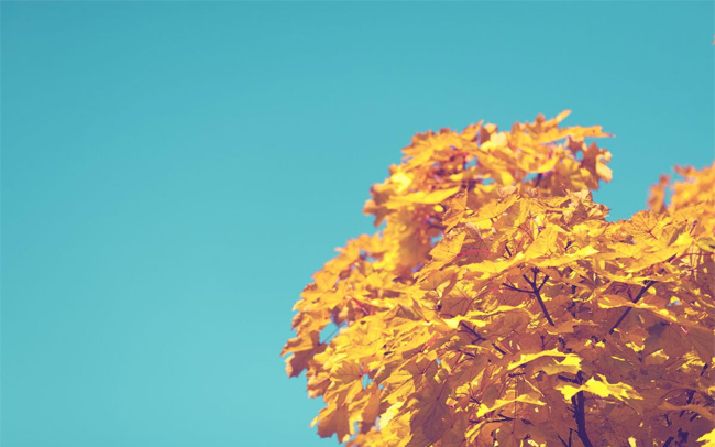 Trời xanh, cây vàng