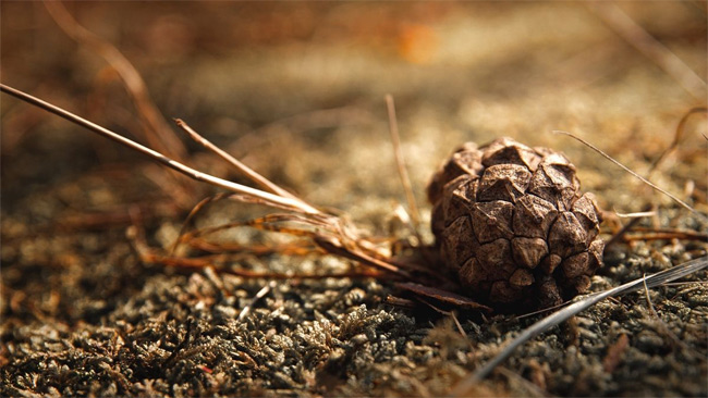Pine Cone