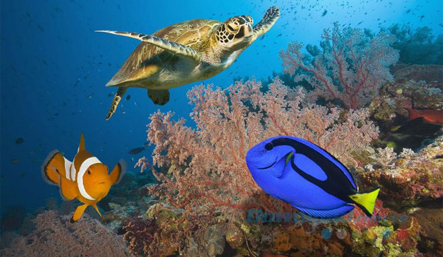 Rạn san hô Great Barrier