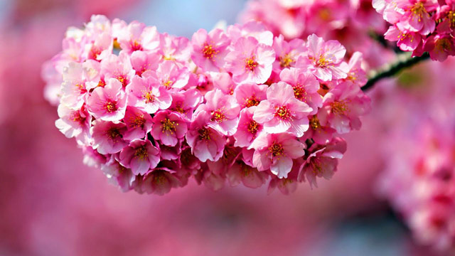 Hình nền hoa đào Tết Mậu Tuất