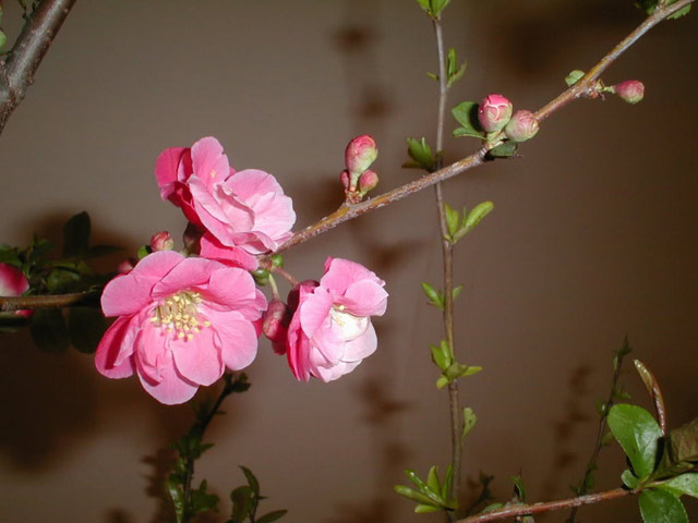 Hình nền hoa đào cho máy tính