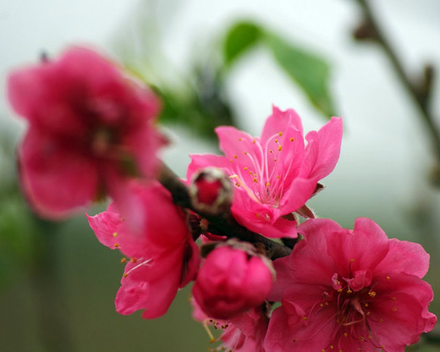 Hình nền hoa đào tuyệt đẹp