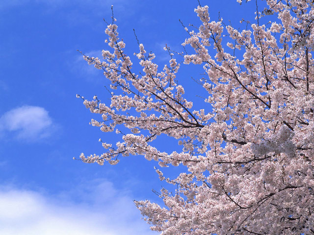 Hình nền hoa đào cho laptop