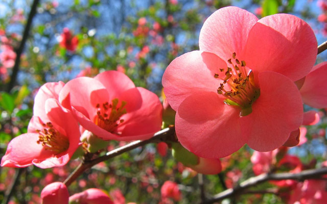 Hình nền hoa đào Tết 2018