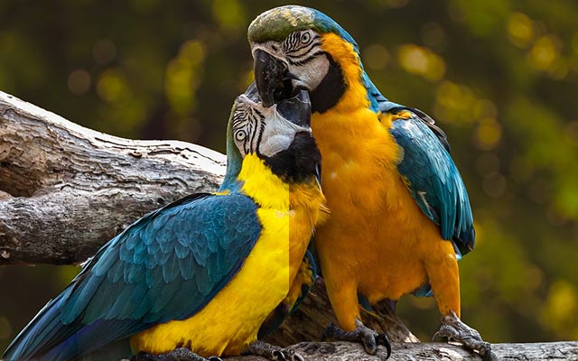 Bức ảnh so sánh trước và sau thay đổi vùng màu đã chọn