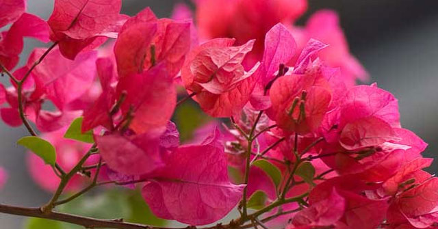 Tả cây hoa giấy - Hình 3