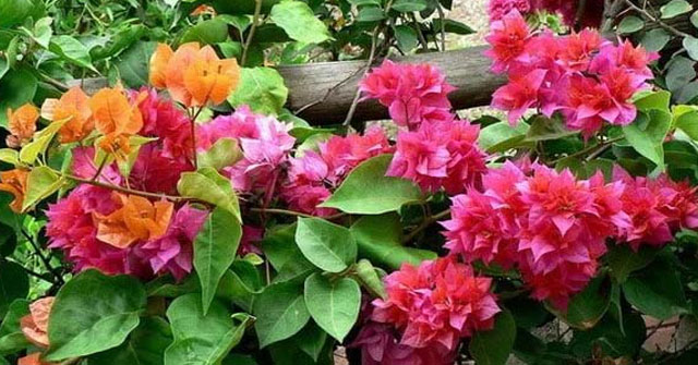 Tả cây hoa giấy - Hình 2