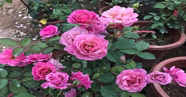 Tả cây hoa hồng - Số 2