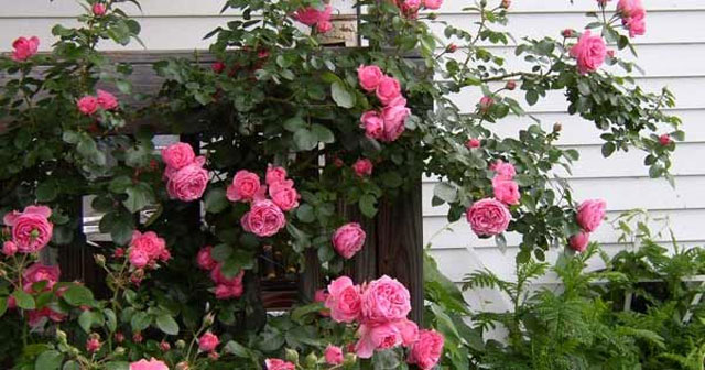 Tả cây hoa hồng - Số 3