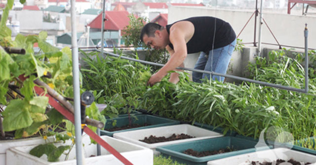 Tả bố em đang làm vườn - Hình 2