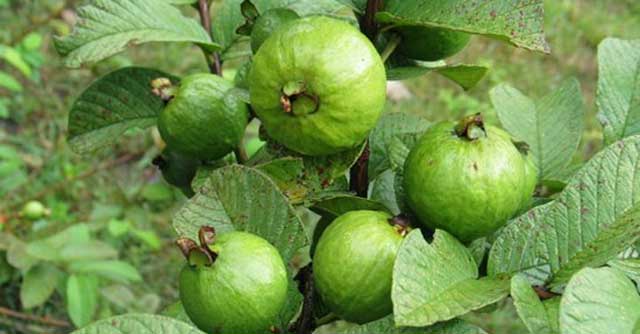 Tả cây ổi trong vườn nhà em - Hình 2