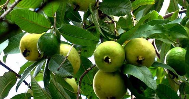 Tả cây ổi trong vườn nhà em - Hình 3