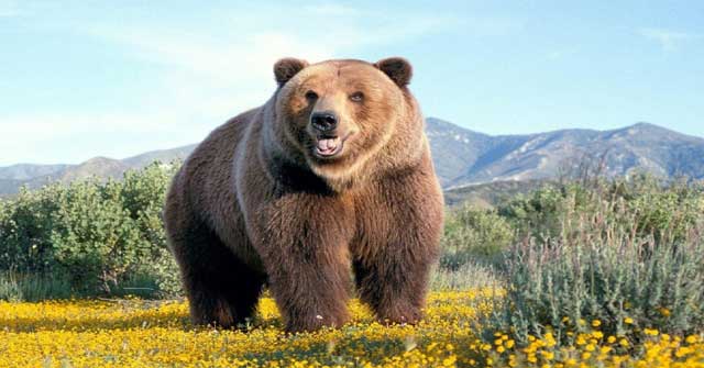 Tả con gấu trong vườn bách thú - Hình 4