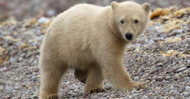 Tả con gấu trong vườn bách thú - Hình 3