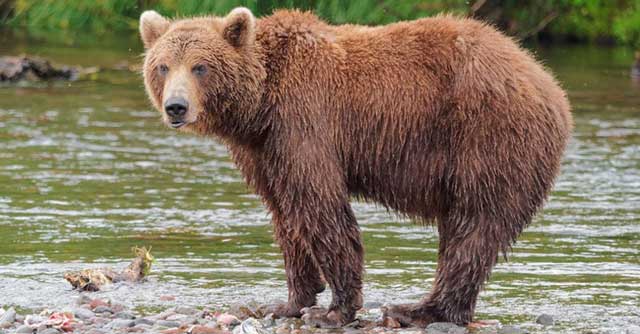 Tả con gấu trong vườn bách thú - Hình 2