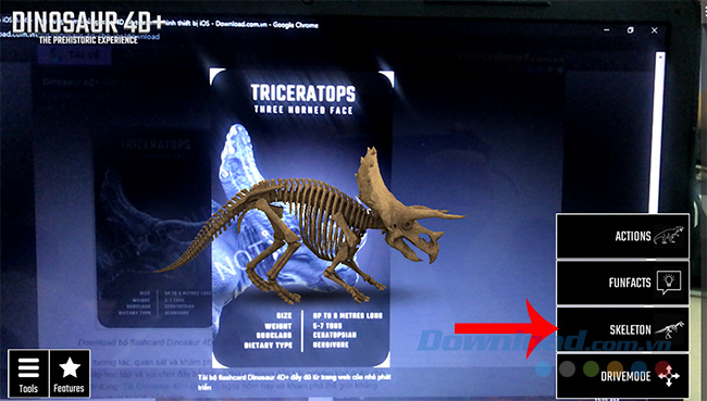 Mô hình xương khủng long