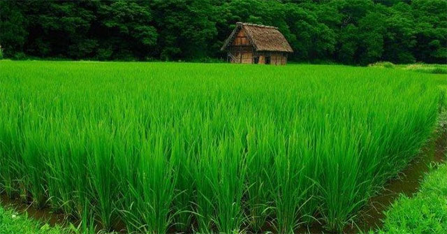 Kể về tâm tình cây lúa 