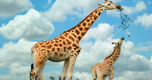 Tả con hươu cao cổ trong vườn bách thú