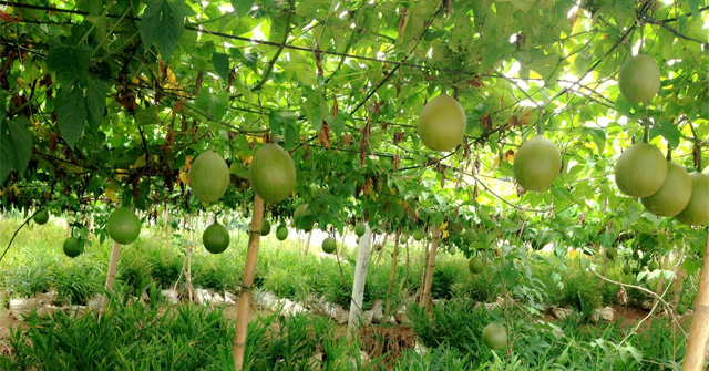 Miêu tả giàn cây gác nhà em