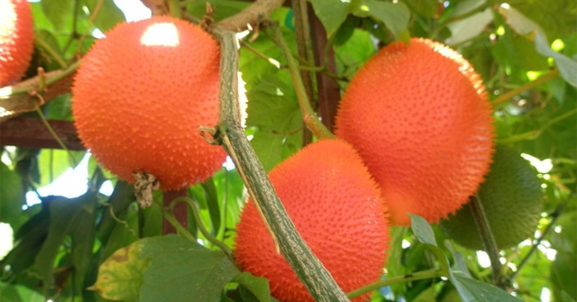 Miêu tả giàn cây gấc mà em yêu thích