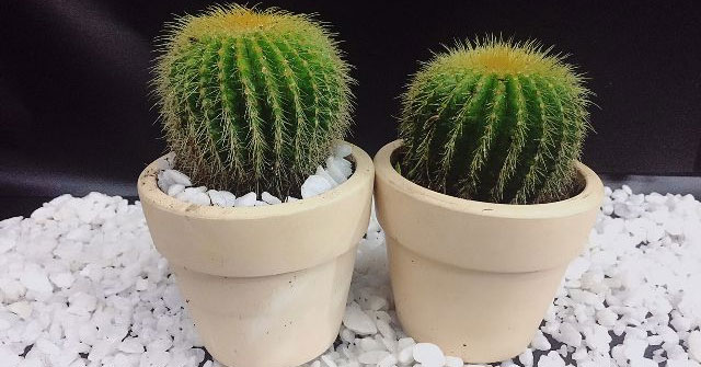 Tả cây xương rồng mà em biết