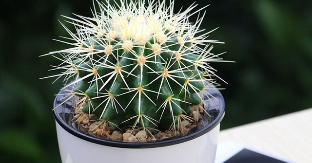 Tả cây xương rồng mà em biết