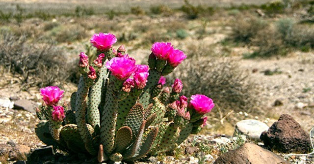 Tả cây xương rồng mà em biết