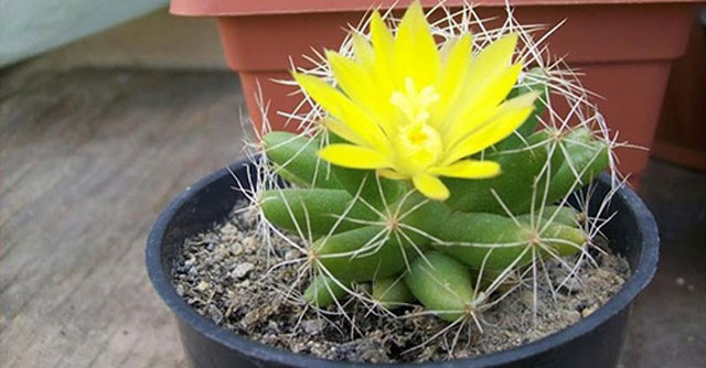 Tả cây xương rồng mà em biết