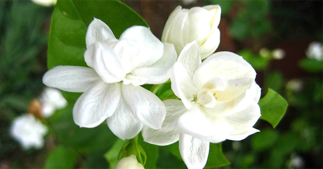 Tả về loại hoa nhài