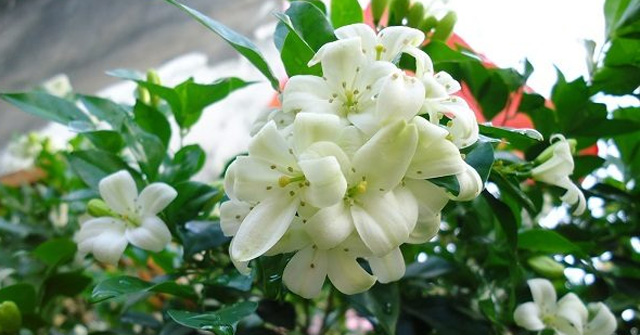 Tả về loại hoa nguyệt quế