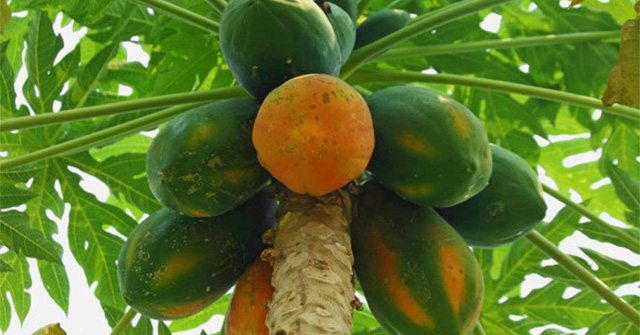 Tả cây đu đủ nhà em