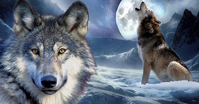 Thuyết minh về một loại động vật hoang dã