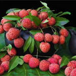 Tả cây vải thiều quê em